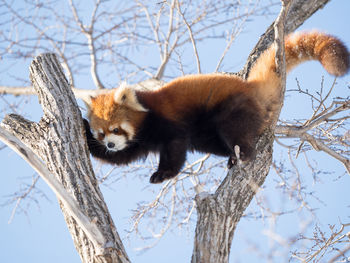 Low angle view of red panda on trees