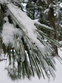 Close-up of frozen plants during winter