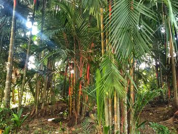 Trees growing in forest