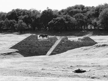 View of horse on field