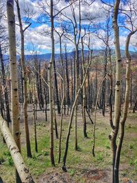 Bare trees in forest