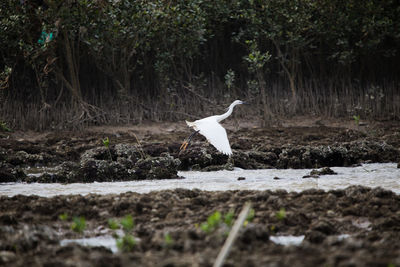 Side view of a bird in the forest