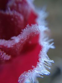Close-up of red flower