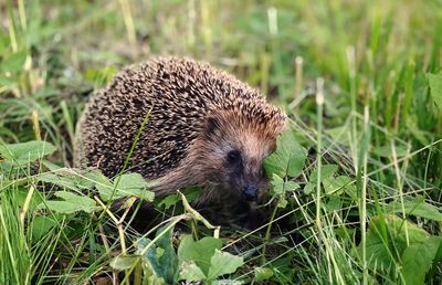 Close-up of hedgehog on field