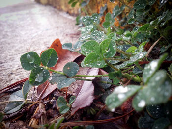 Close-up of wet maple leaf on tree during rainy season