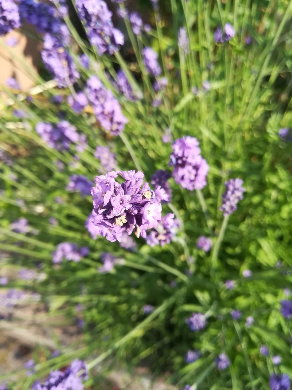 CLOSE-UP OF PURPLE LAVENDER FLOWERS