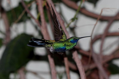 Close-up of  hummingbird.