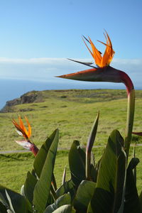 Plant growing on field by sea against sky