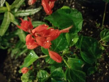 Close-up of wet red rose flower
