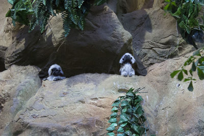 Monkeys on stone wall