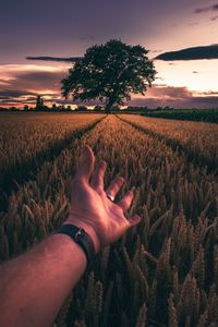 Close-up of hand above wheat field during sunset