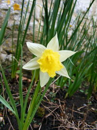 Close-up of a yellow flower