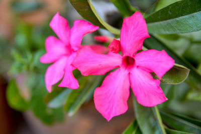 Close-up of pink flowering plant