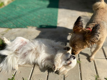 High angle view of dog outdoors