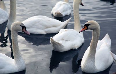 Swans swimming in lake