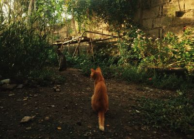 View of a dog looking away