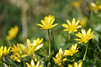 Close-up of yellow flowering plant