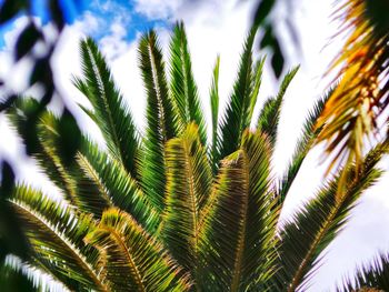 Low angle view of palm tree against sky