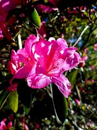 Close-up of pink flower blooming outdoors