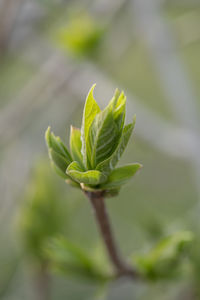 A branch with young leaves in natural conditions in spring.