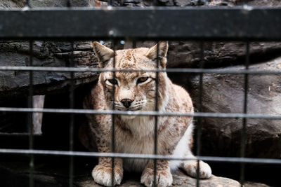 Portrait of cat in cage