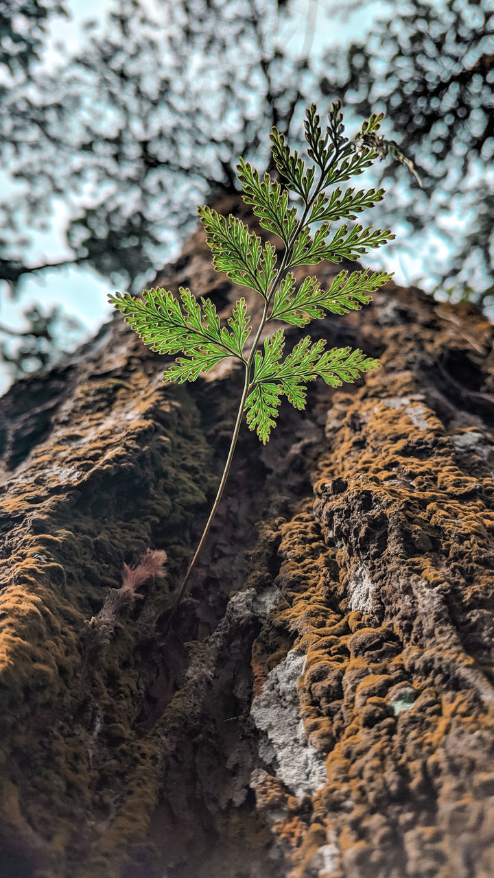 CLOSE-UP OF LICHEN ON ROCK