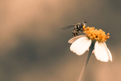 Macro image of an insect playing around white flower alone