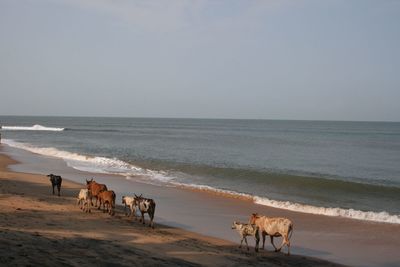 Rear view of cows on beach