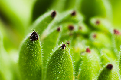 A close up of a sempervivum plant with red tips at the end of the green petals