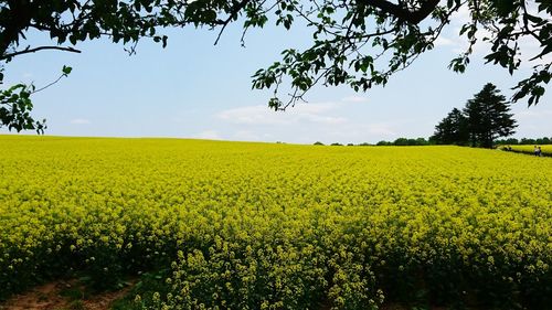 Scenic view of field against sky