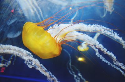 Close-up of jellyfish in sea