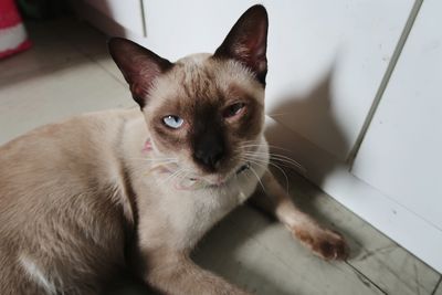 Close-up portrait of cat sitting