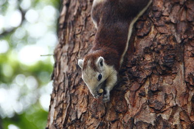 Close-up of squirrel on tree trunk