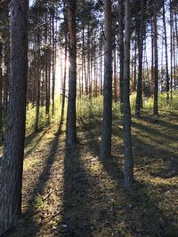 Trees in forest