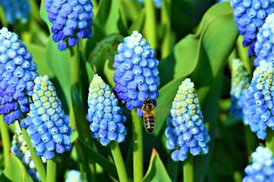 Close-up of blue flowering plants