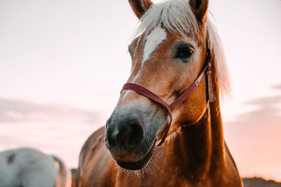 Close-up portrait of horse standing against sky during sunset