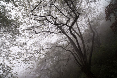 Low angle view of trees in forest