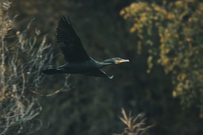 Bird flying in the sky