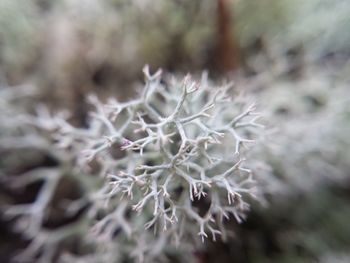 Close-up of plant