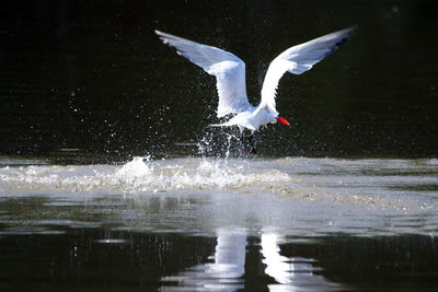 Close-up of caspian tern flying over lake