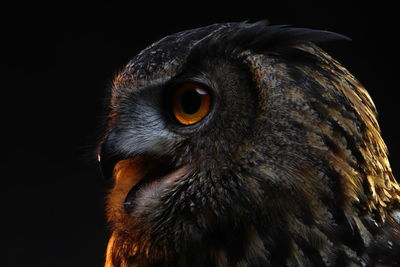 Close-up of owl looking away against black background