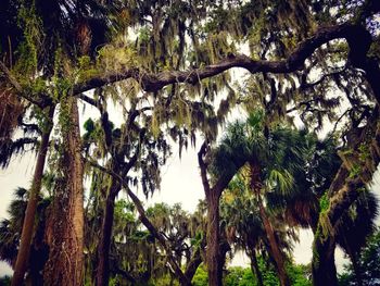 Low angle view of trees in forest