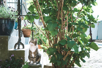 Potted plants hanging on tree