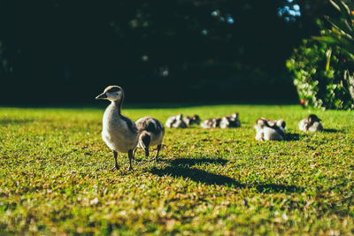 View of birds on field