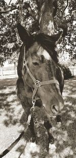 View of a horse on field