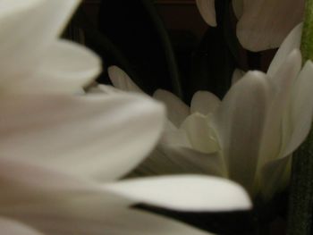 Close-up of white flowers