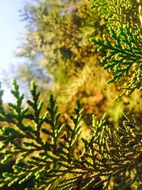 Close-up of leaves on tree