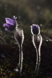 Close-up of purple flowers