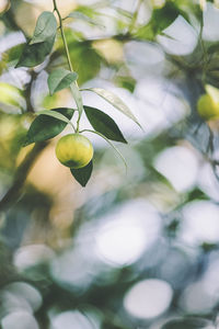 Close-up of fruit growing on tree