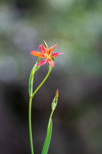 Close-up of red flowering plant